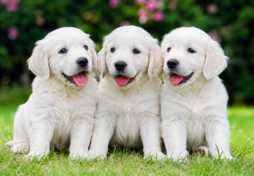 White Golden Retriever Puppies