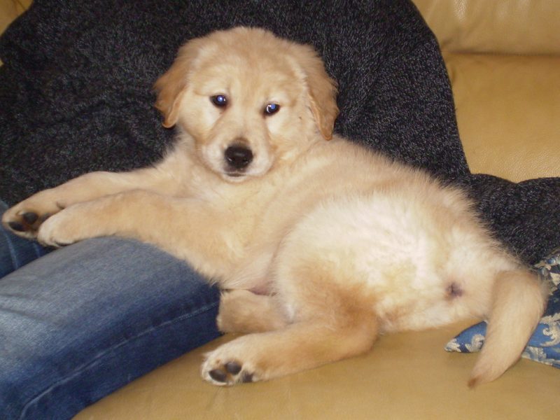 Golden retriever puppies for sale — Sunny, a light cream male puppy resting at seven weeks old