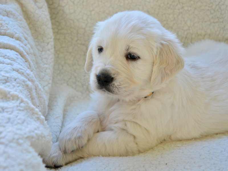 Golden retriever puppies for sale — Willow, a medium golden female puppy sitting outdoors
