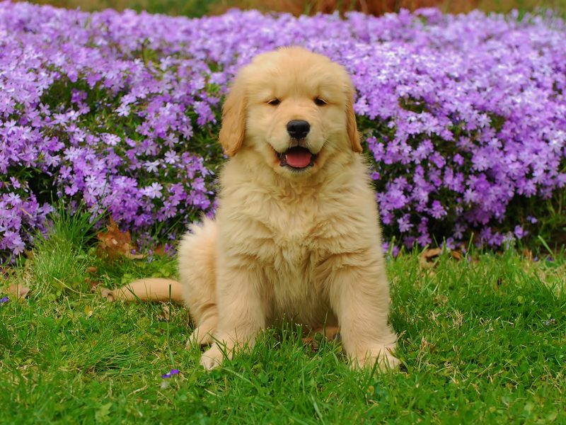 Golden retriever puppies for sale — Cooper, a darker golden male puppy relaxing at home